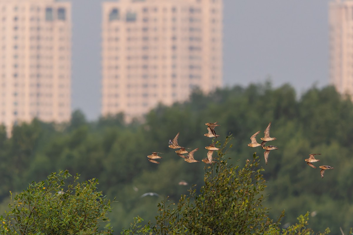 Pacific Golden-Plover - ML645101901