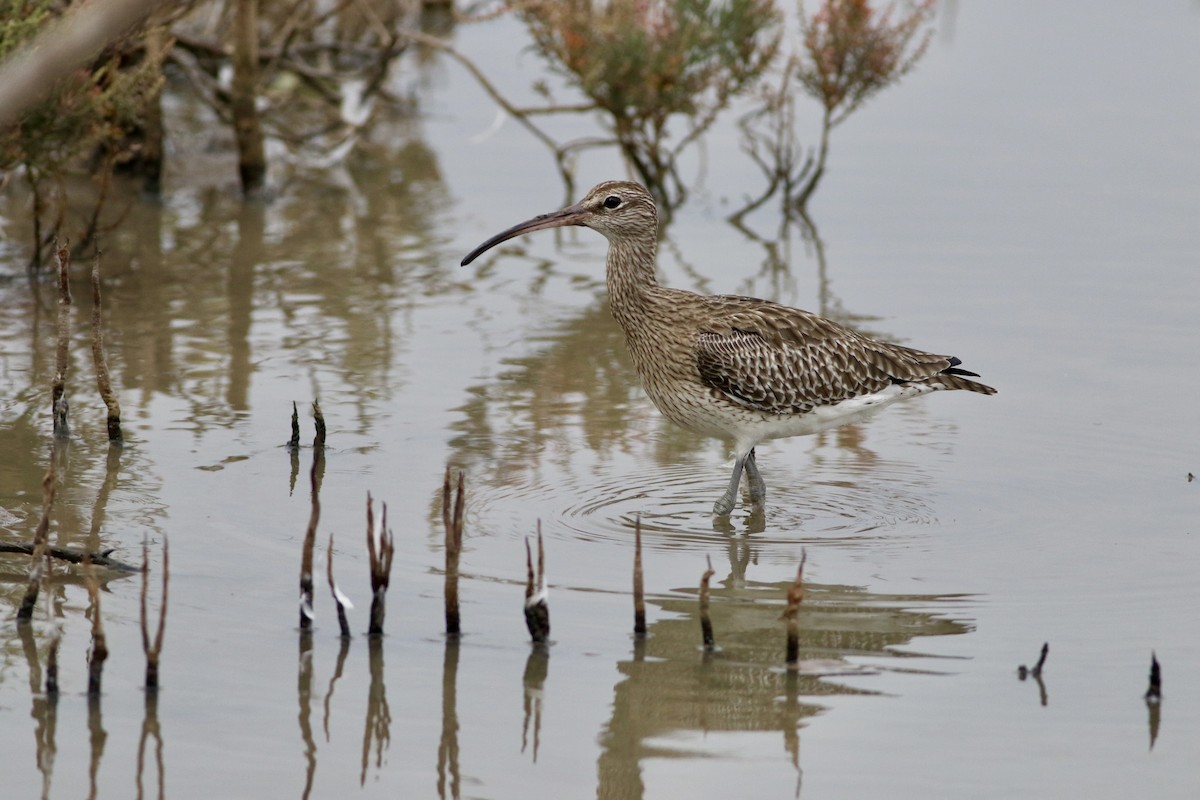 Eurasian Whimbrel - ML645101906