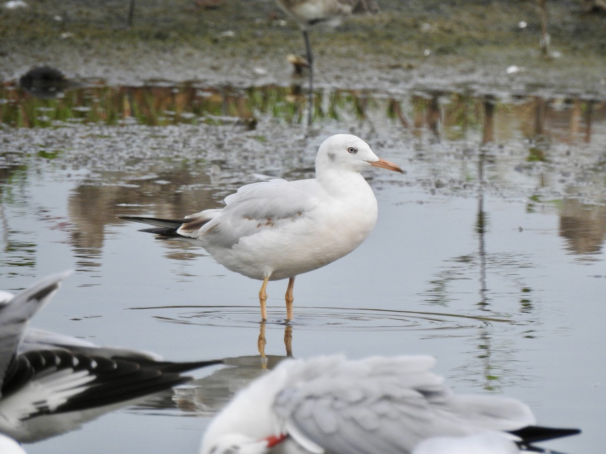 Шөвгөр цахлай - ML645101911