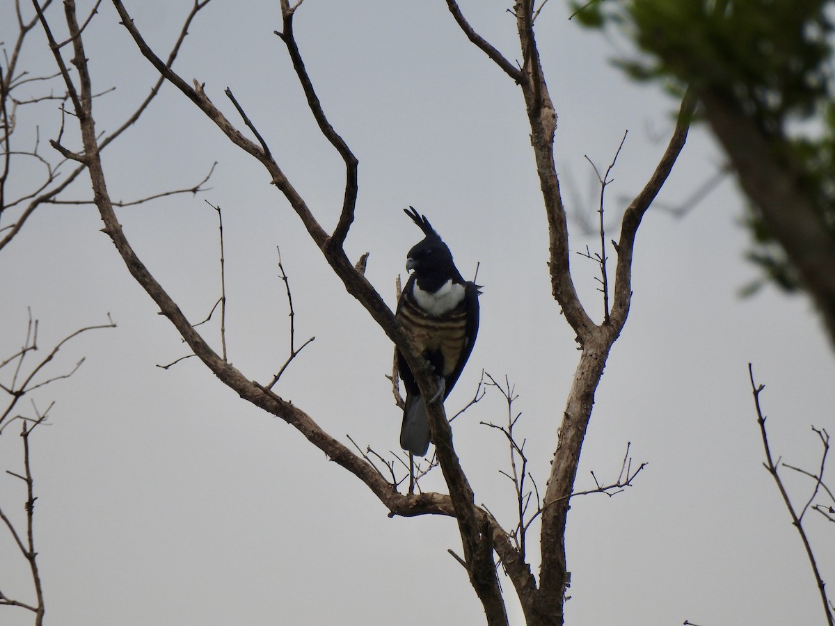 Black Baza - ML645101915