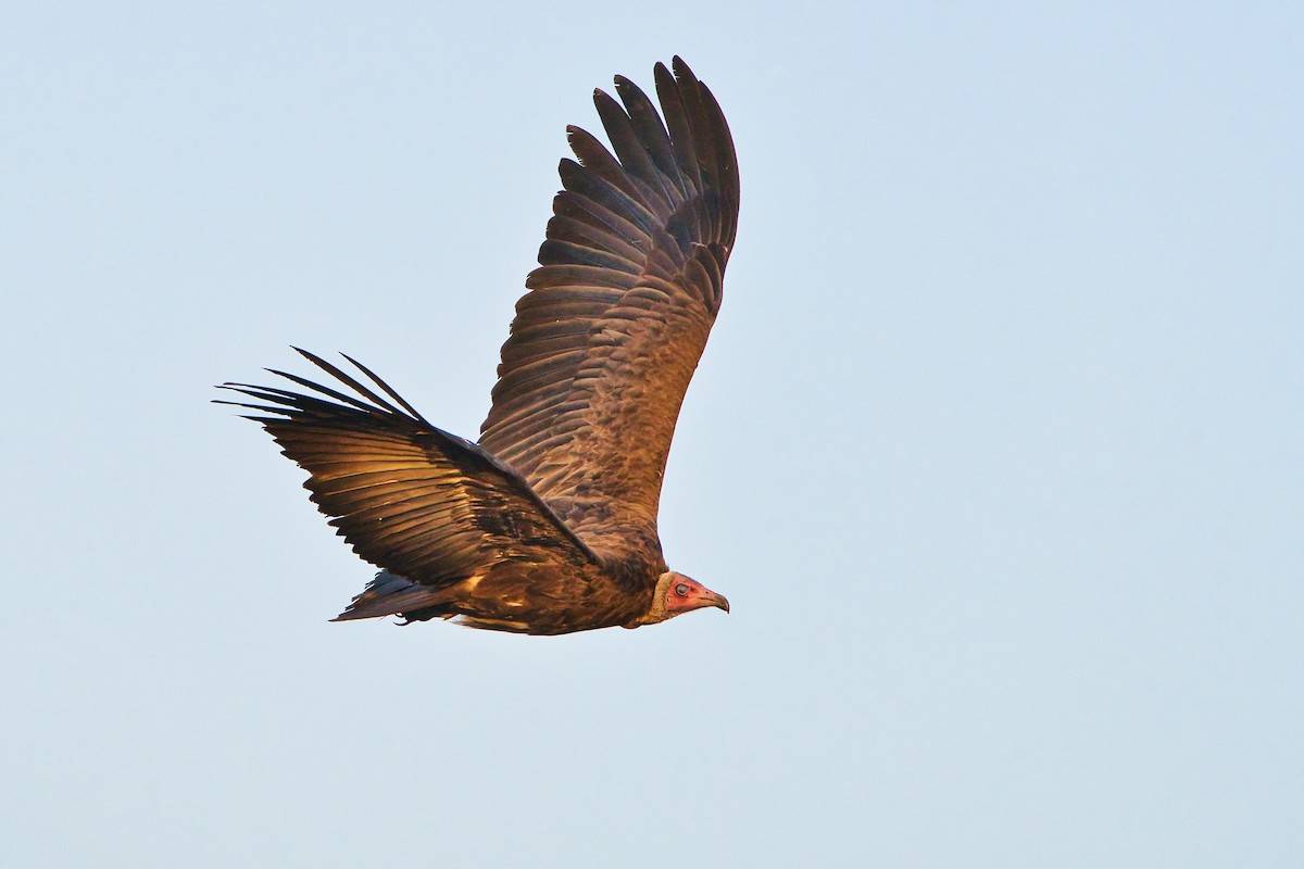 Стерв'ятник бурий - ML645101921