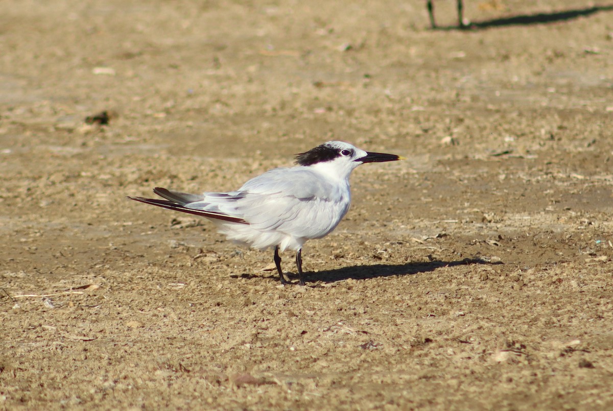 Крячок рябодзьобий - ML645101922