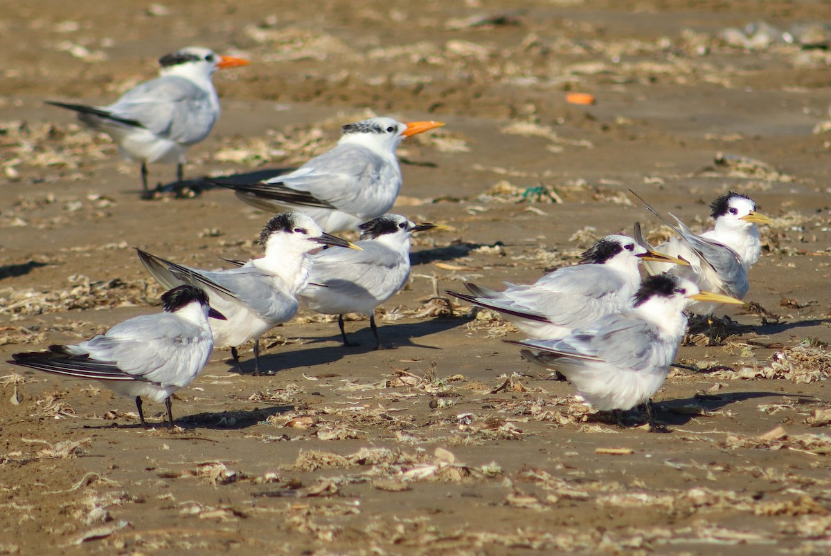 Крячок рябодзьобий - ML645101923