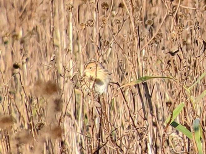 Багновець лучний - ML645101925