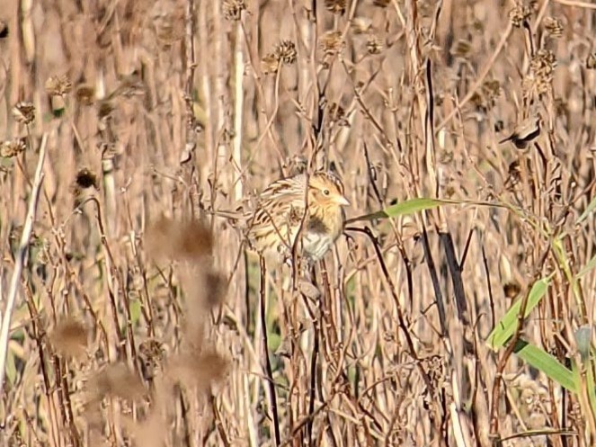 Багновець лучний - ML645101926
