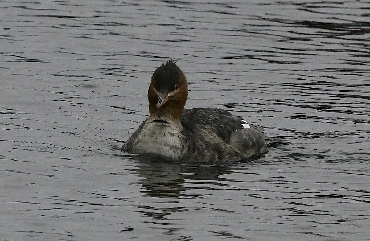 Крех середній - ML645101927
