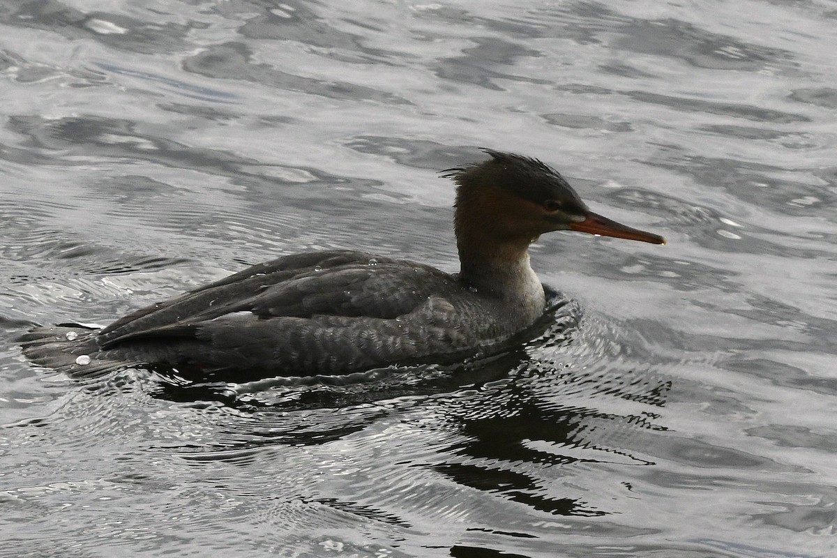 Крех середній - ML645101928