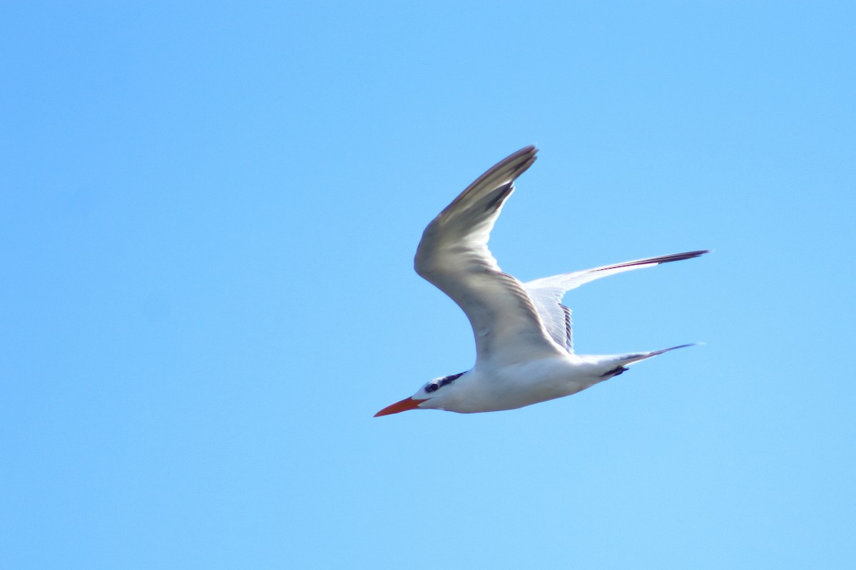 Крячок королівський - ML645101929