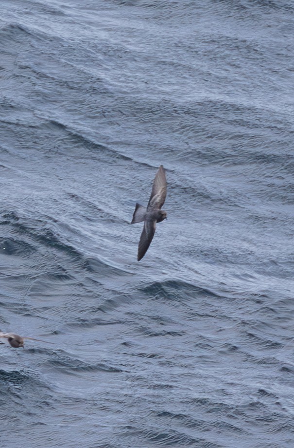 Океанник сіроспинний - ML645101930