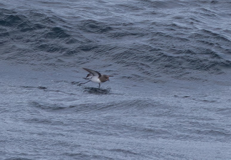 Океанник сіроспинний - ML645101931