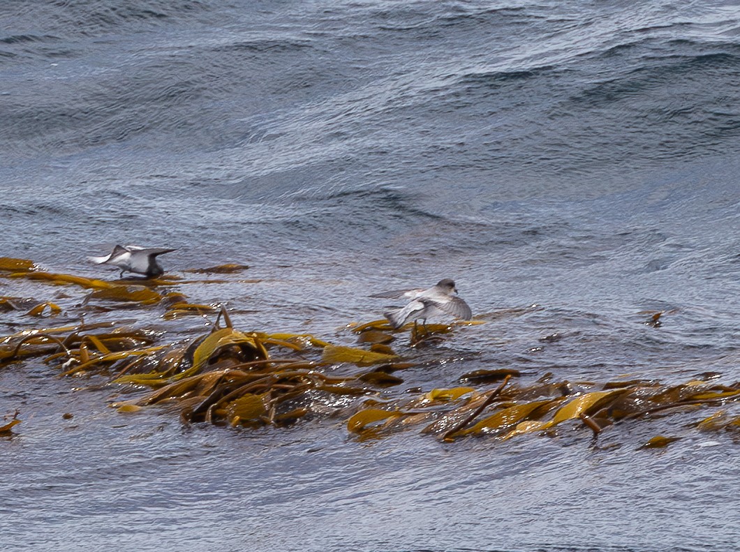 Океанник сіроспинний - ML645101932