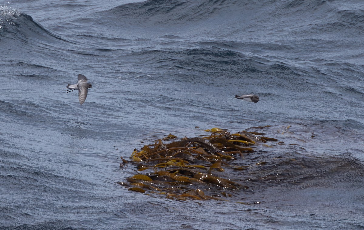 Океанник сіроспинний - ML645101933