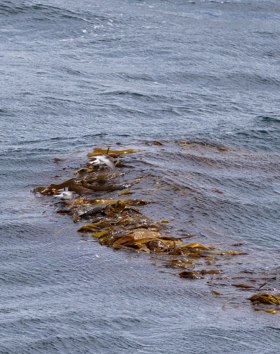 Океанник сіроспинний - ML645101934