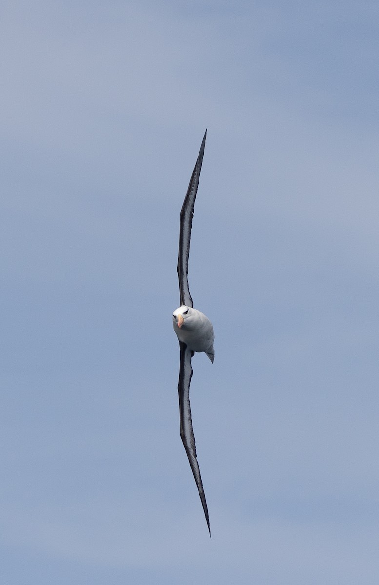 Альбатрос чорнобровий (підвид melanophris) - ML645101938