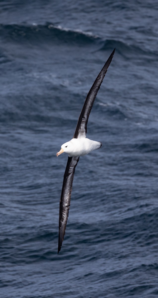 Альбатрос чорнобровий (підвид melanophris) - ML645101939