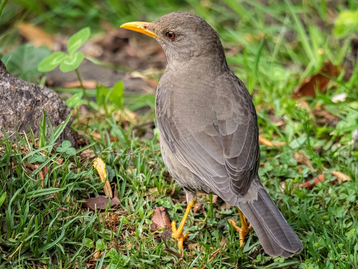 Хігуанко - ML645101940