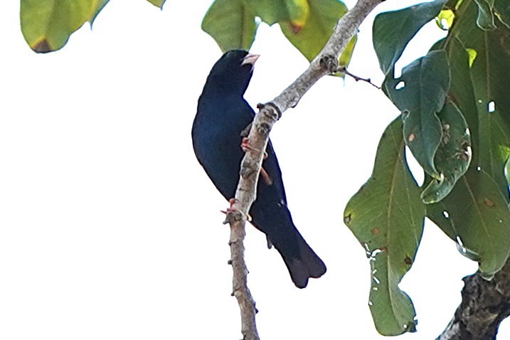 Вдовичка червононога - ML645101944