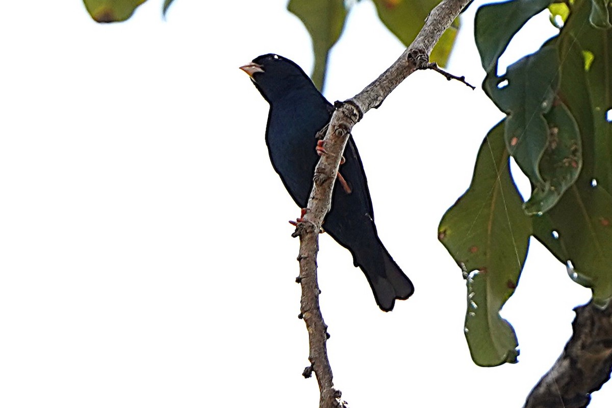 Вдовичка червононога - ML645101945