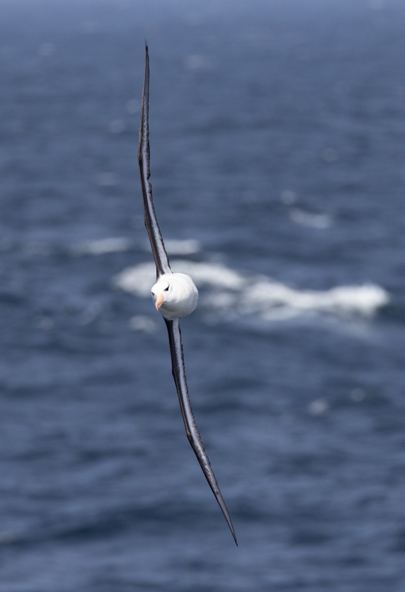 Альбатрос чорнобровий (підвид melanophris) - ML645101947