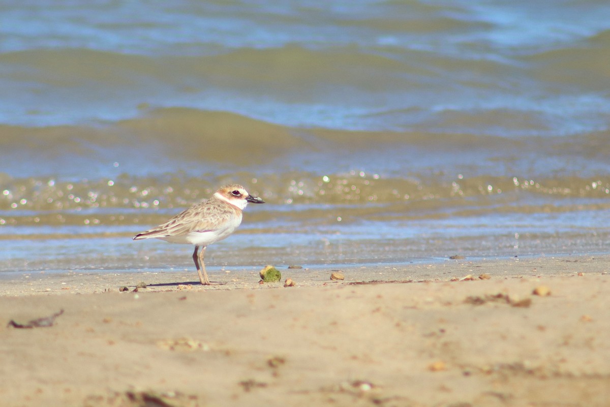 Пісочник довгодзьобий - ML645101948