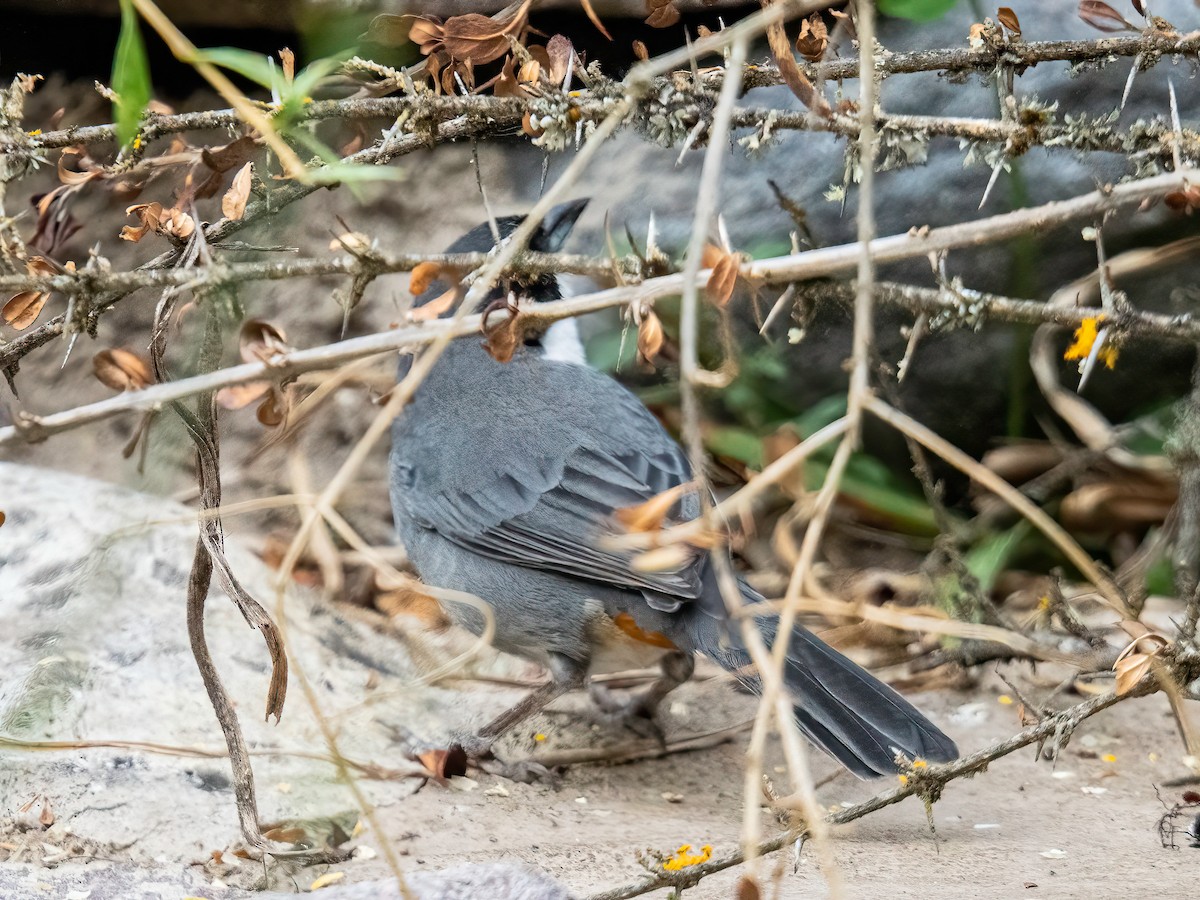 Свертушка велика - ML645101949