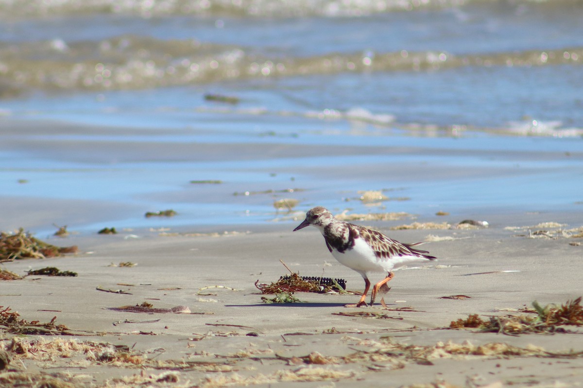 Крем'яшник звичайний - ML645101950