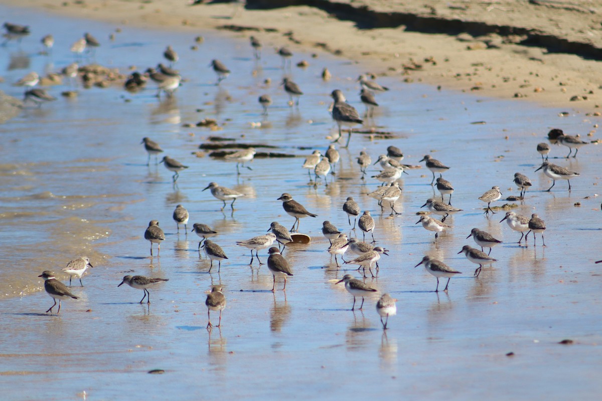 Побережник аляскинський - ML645101951