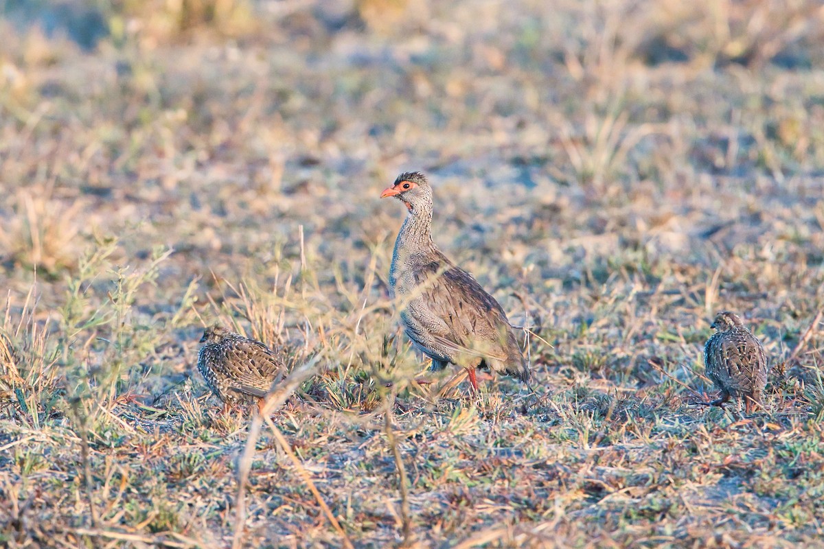Турач рудогорлий - ML645101952