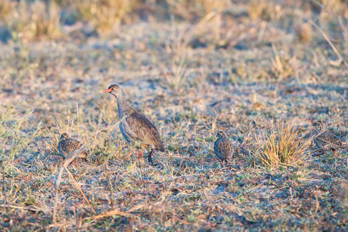 Турач рудогорлий - ML645101953