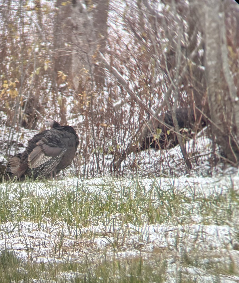 Індик великий - ML645101954