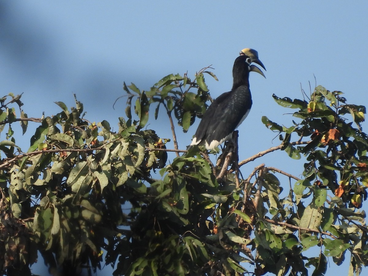 Птах-носоріг малабарський - ML645101956