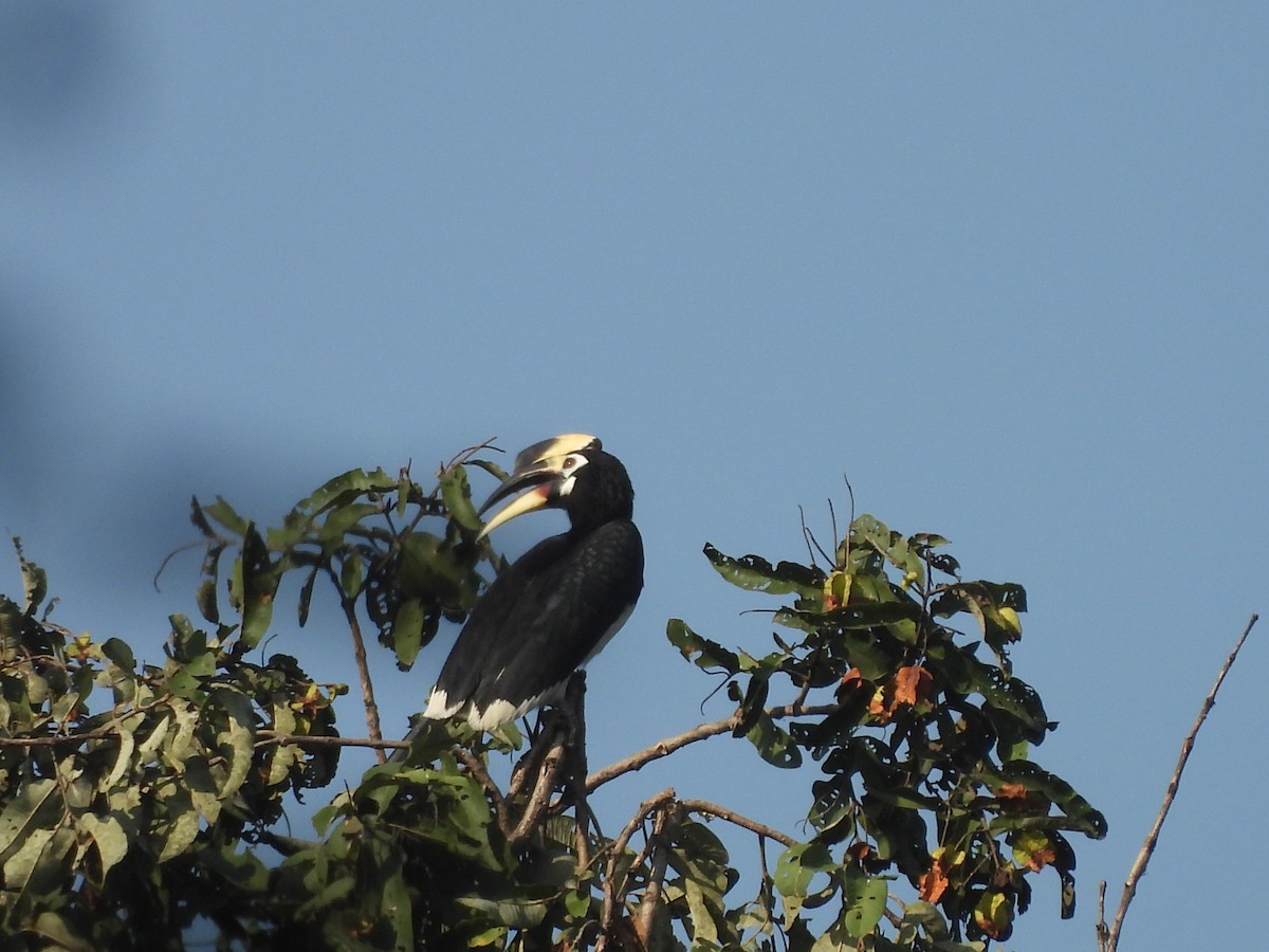 Птах-носоріг малабарський - ML645101957