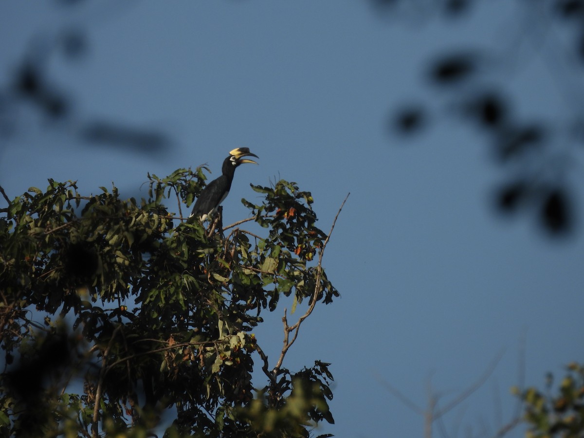 Oriental Pied-Hornbill - ML645101958