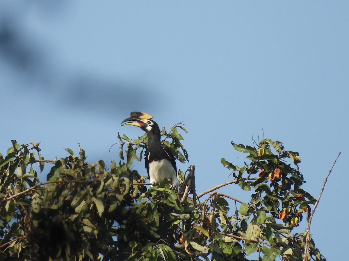 Oriental Pied-Hornbill - ML645101959