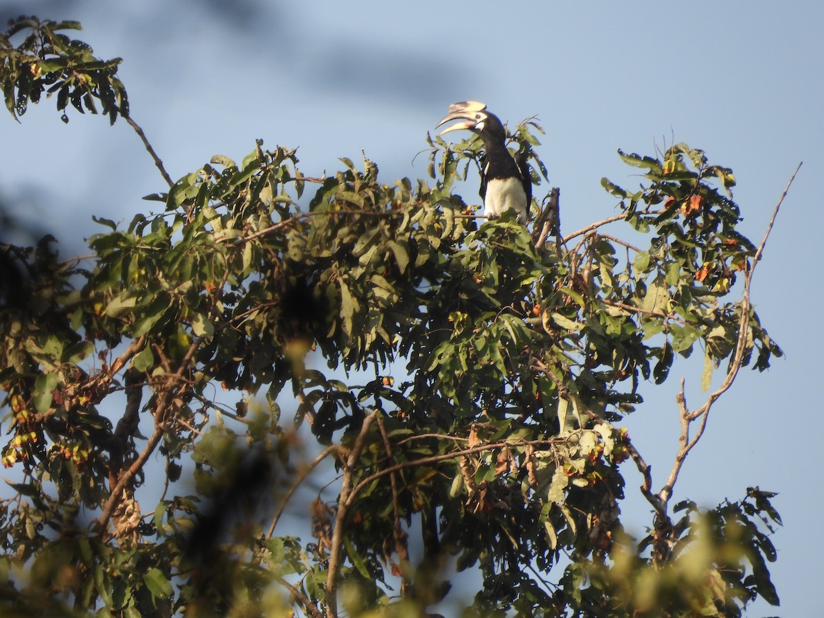 Oriental Pied-Hornbill - ML645101960