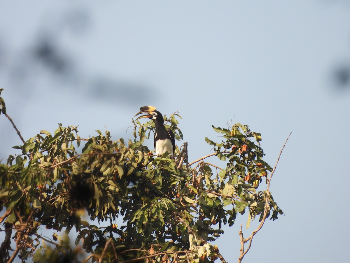 Oriental Pied-Hornbill - ML645101961