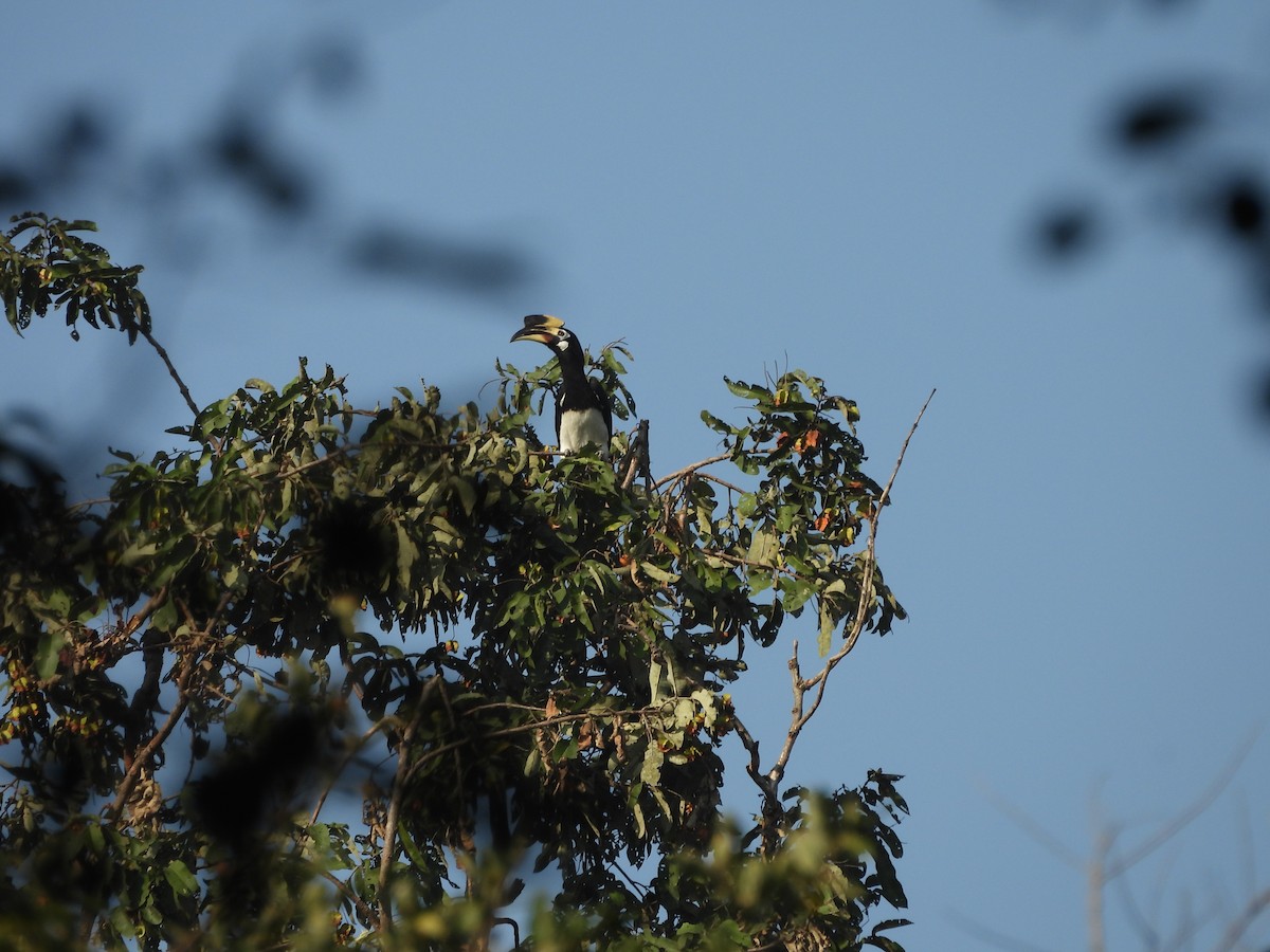 Oriental Pied-Hornbill - ML645101962