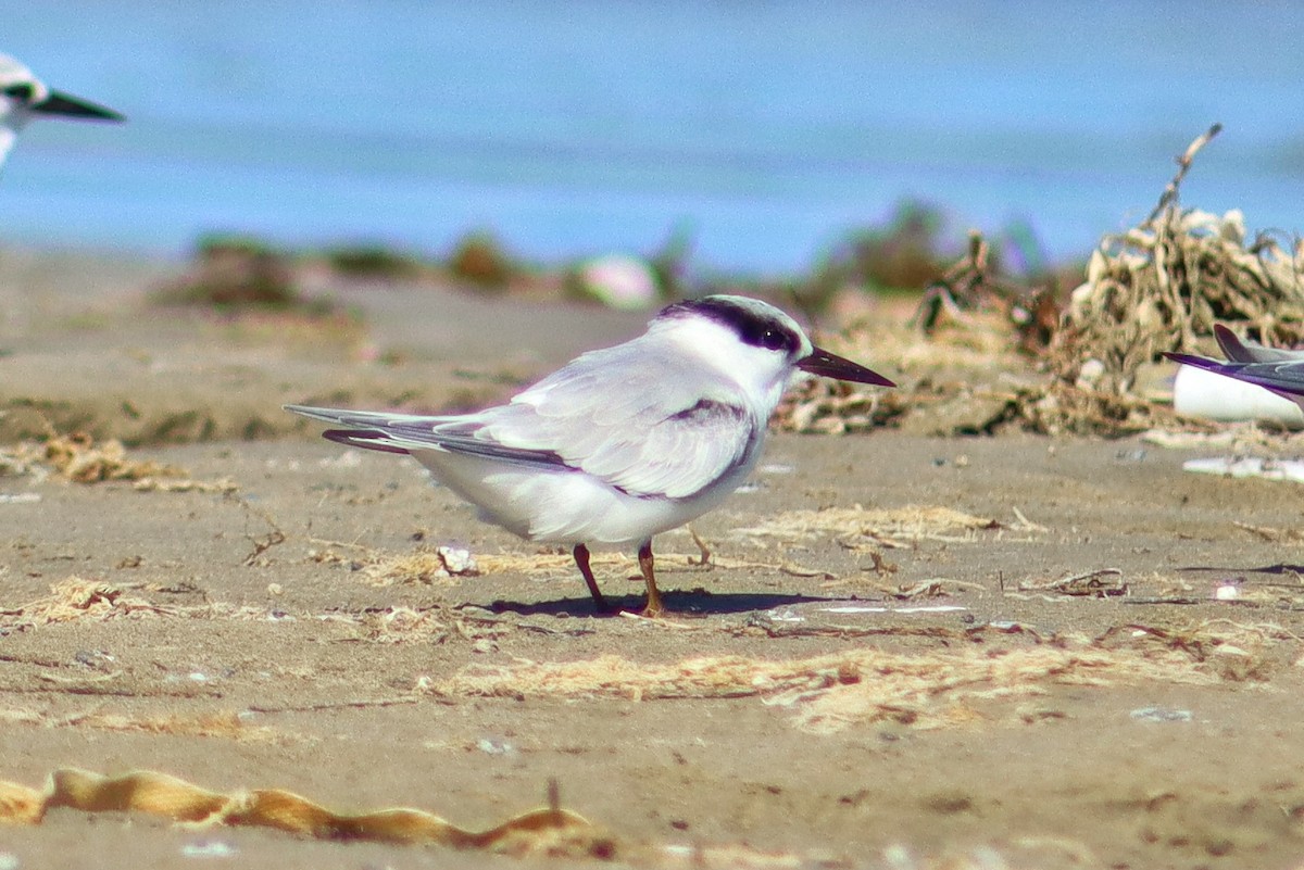 Крячок карибський - ML645101964