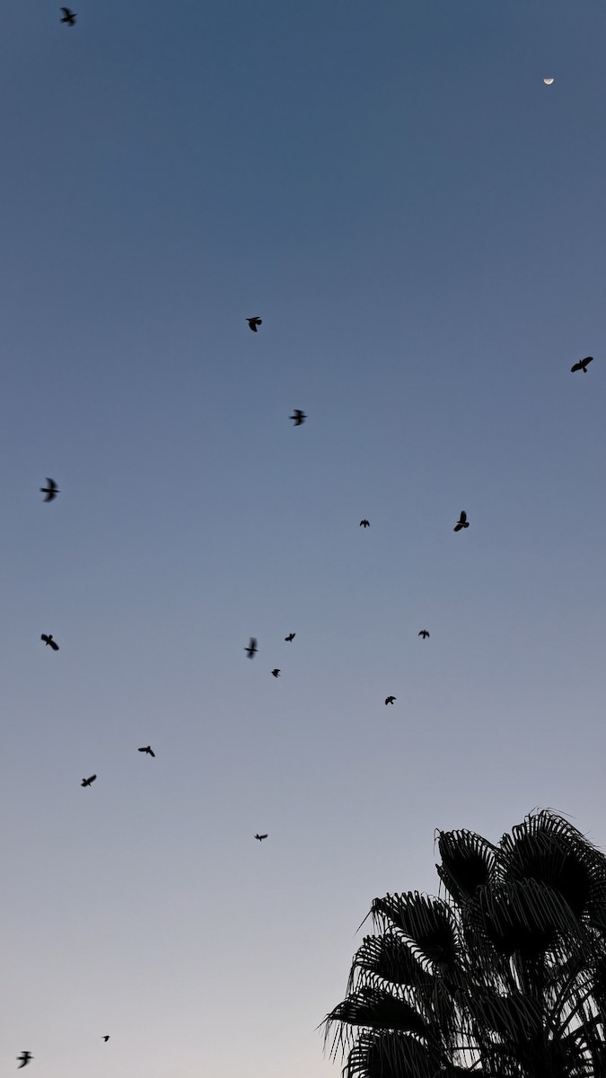 Ворона сіра - ML645101968