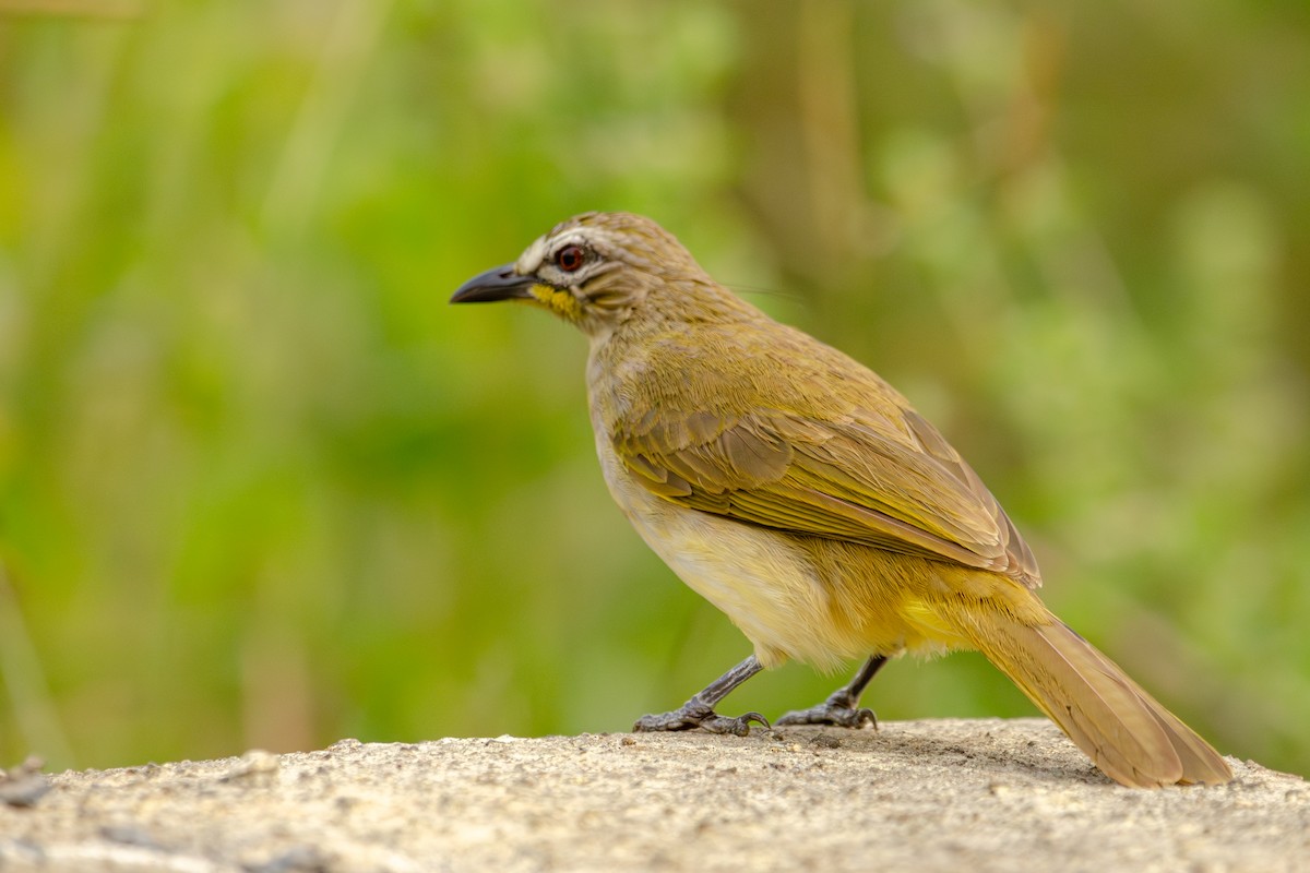 White-browed Bulbul - ML645101984