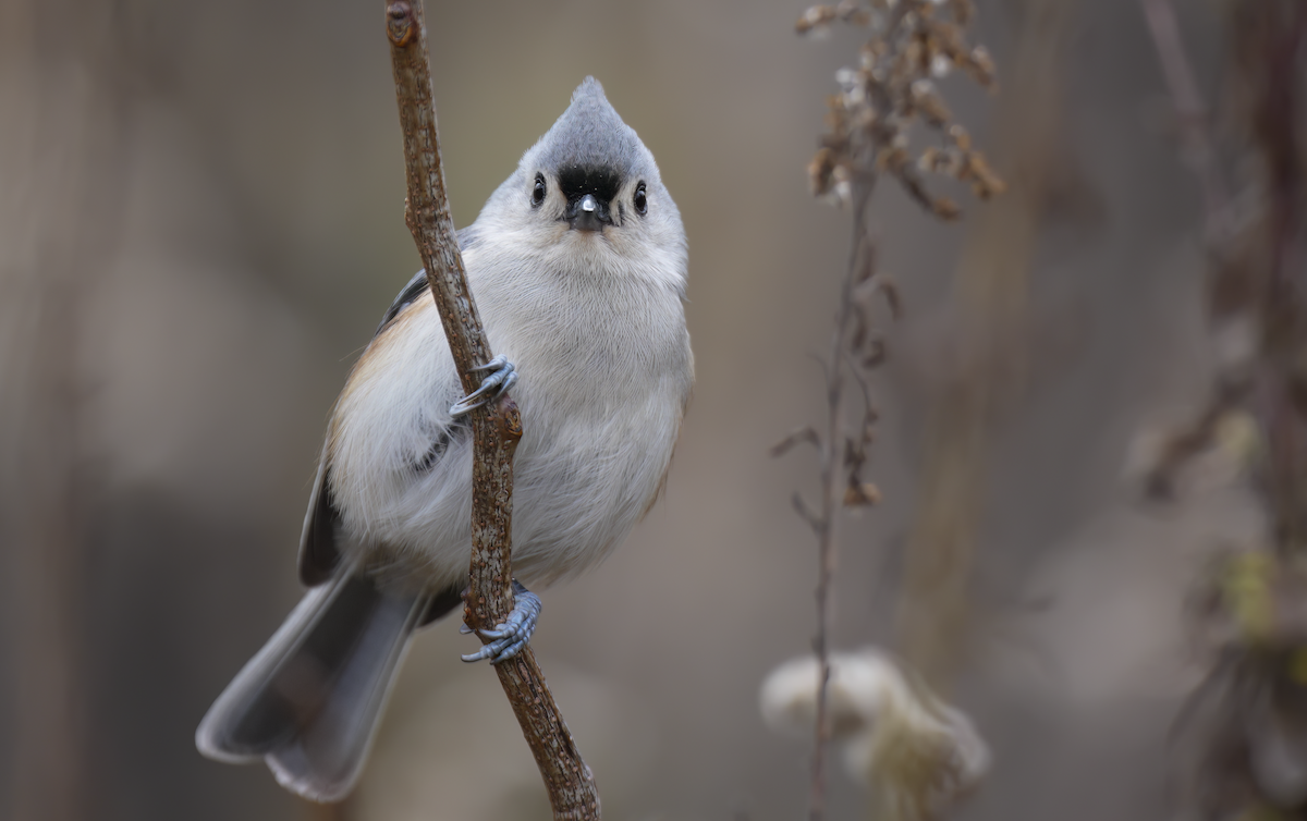 sýkora rezavoboká - ML645101990