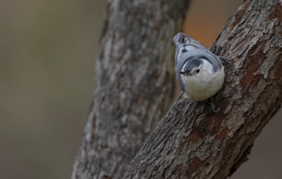 brhlík běloprsý - ML645102010
