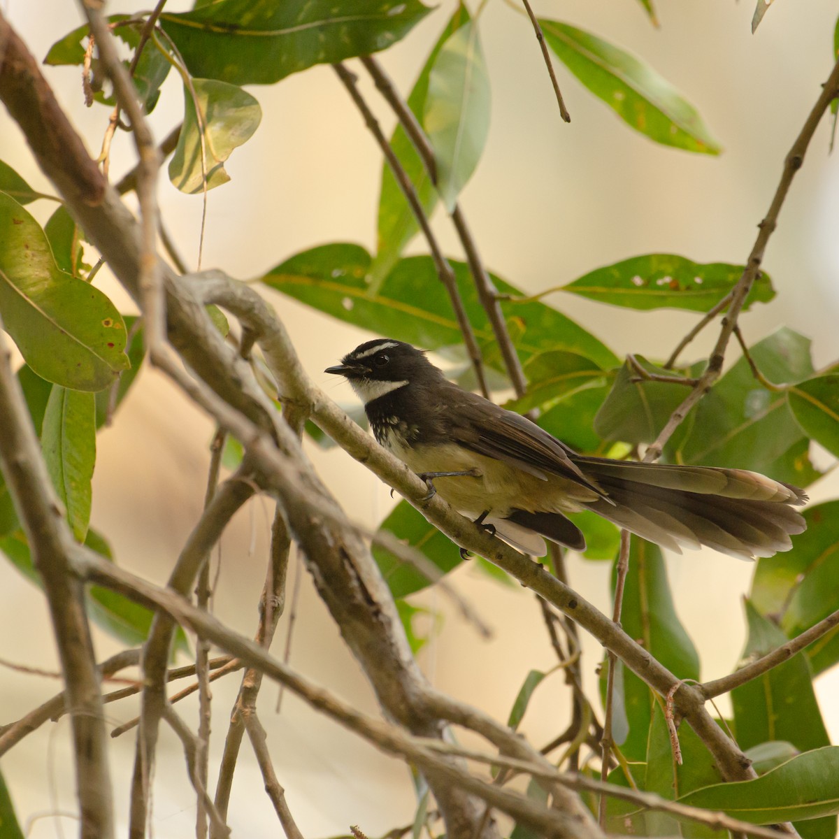 Spot-breasted Fantail - ML645102018