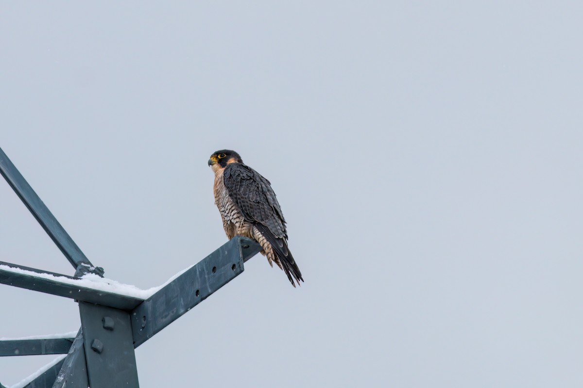 遊隼 - ML645102028