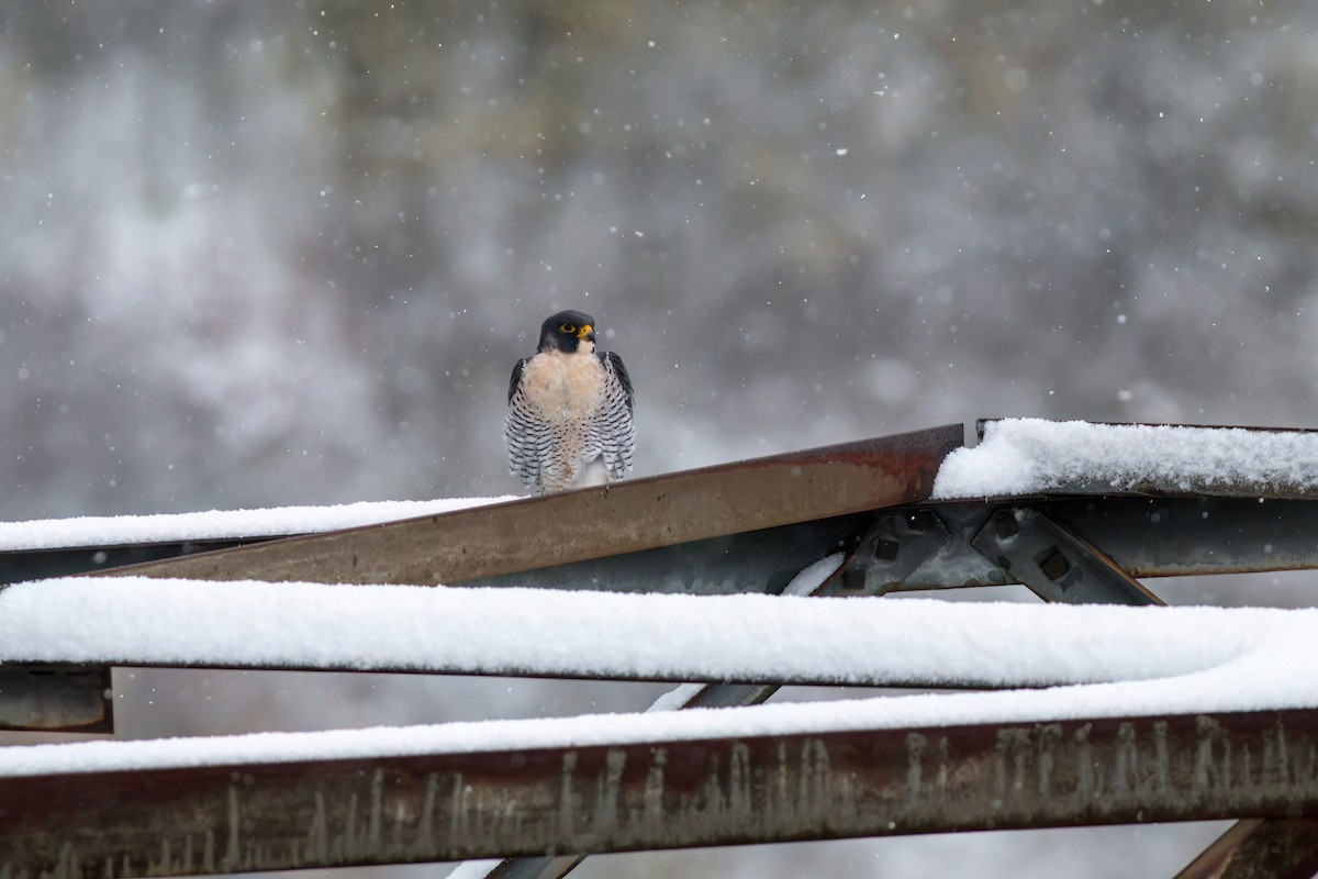 遊隼 - ML645102029