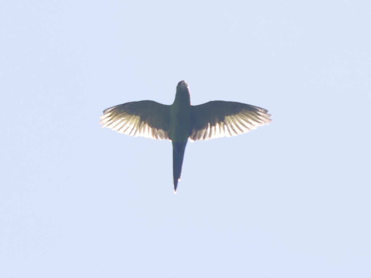 Scarlet-fronted Parakeet - ML645102039