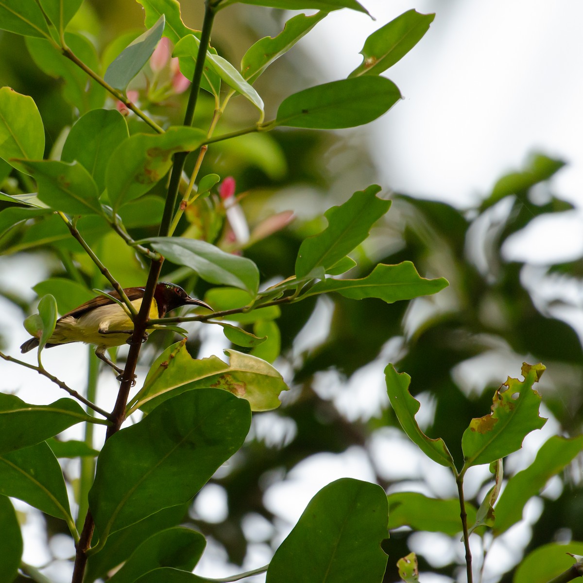 Purple-rumped Sunbird - ML645102043