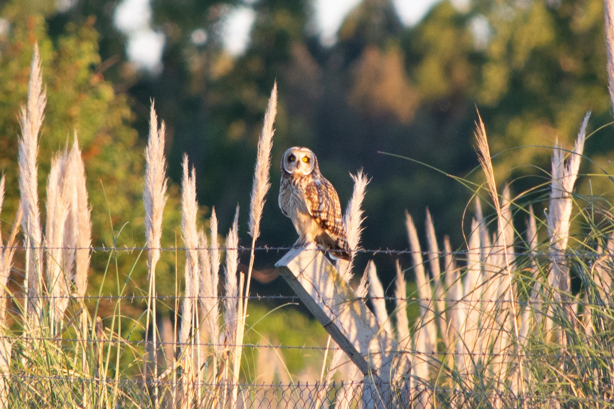 Short-eared Owl - ML645102057