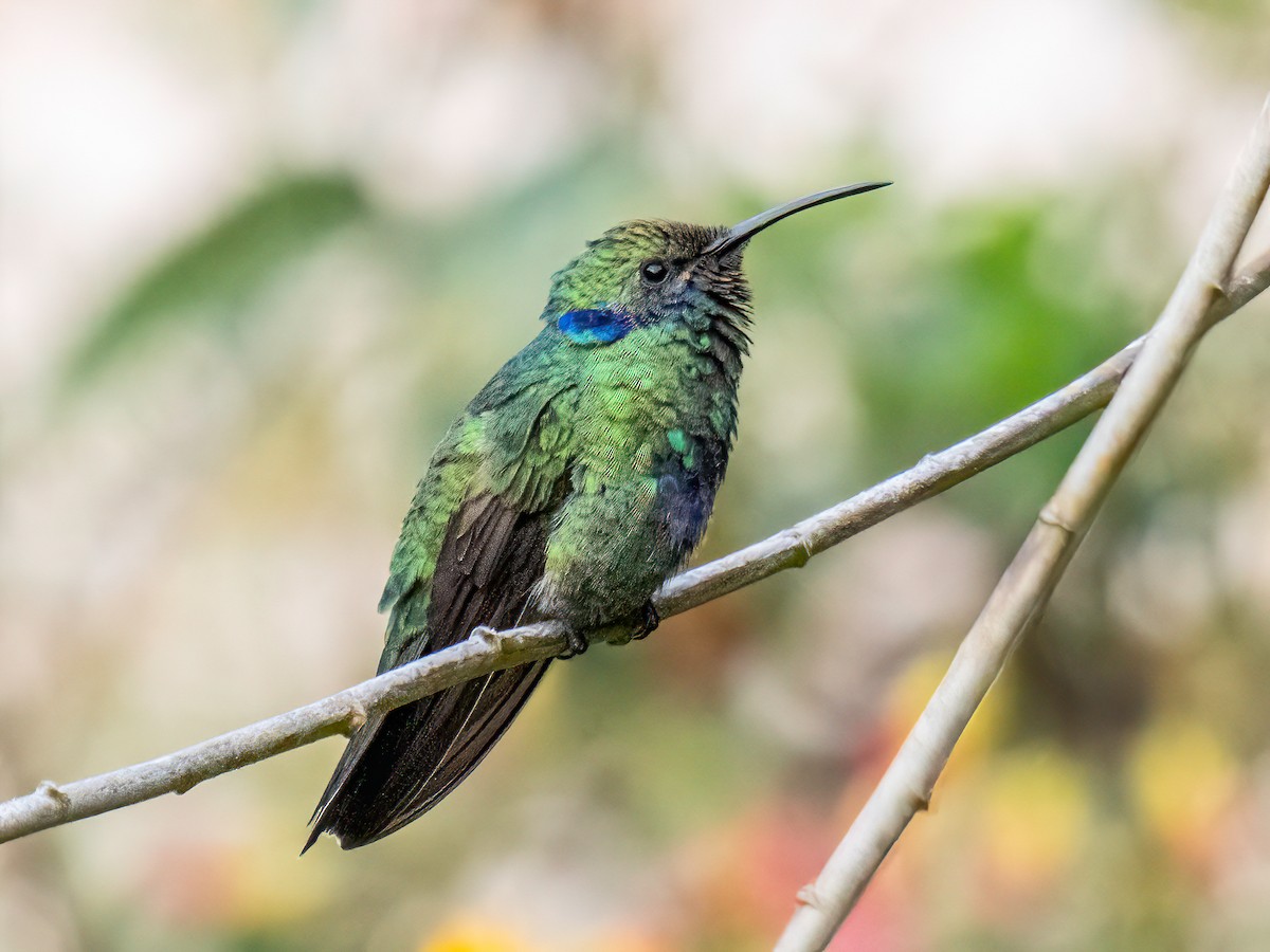 fiolørekolibri - ML645102076