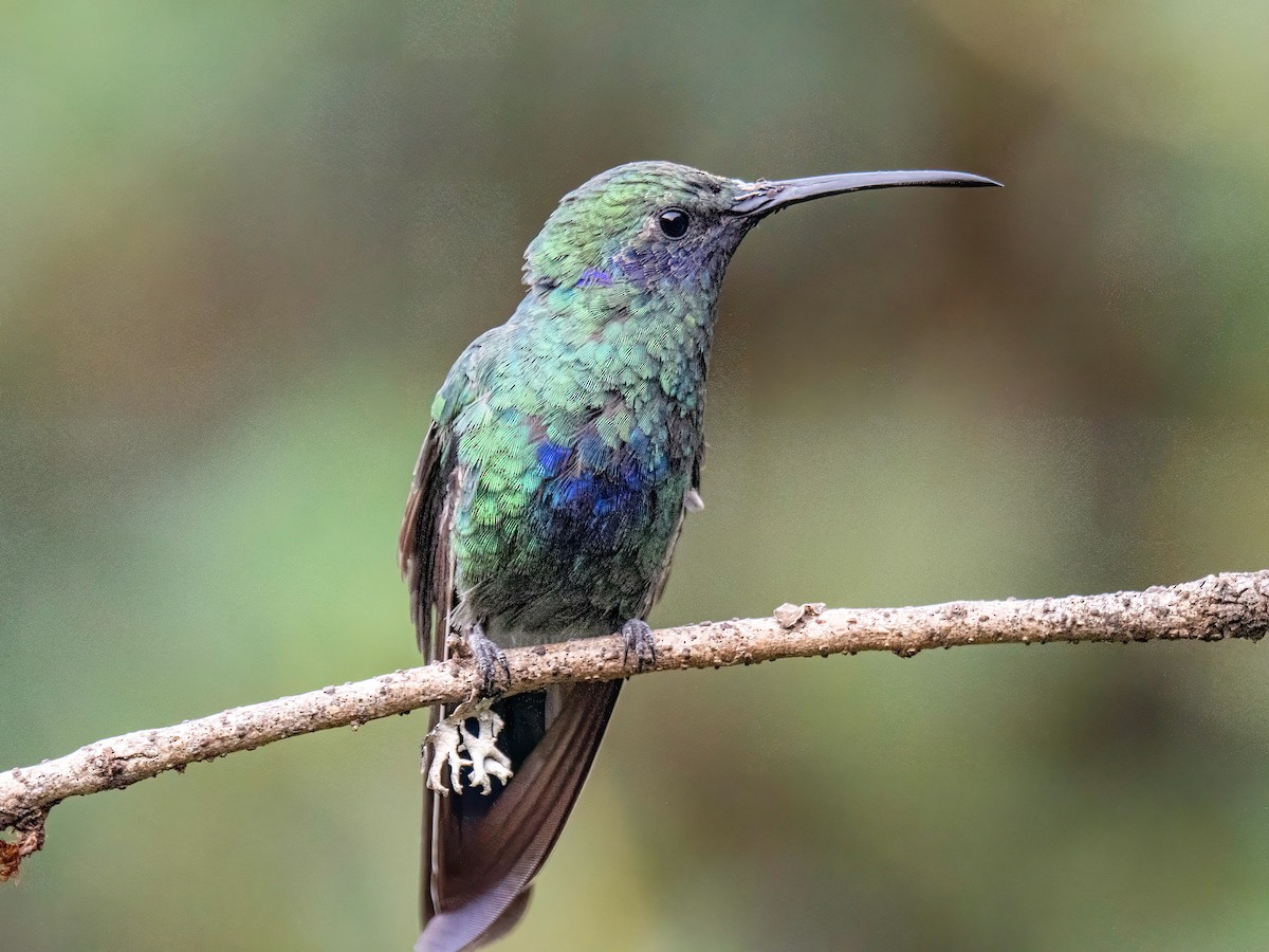 fiolørekolibri - ML645102077